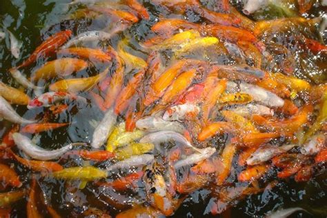 夢到魚池很多魚|夢見魚、大魚